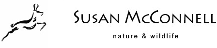 Susan McConnell Nature and Wildlife Photography