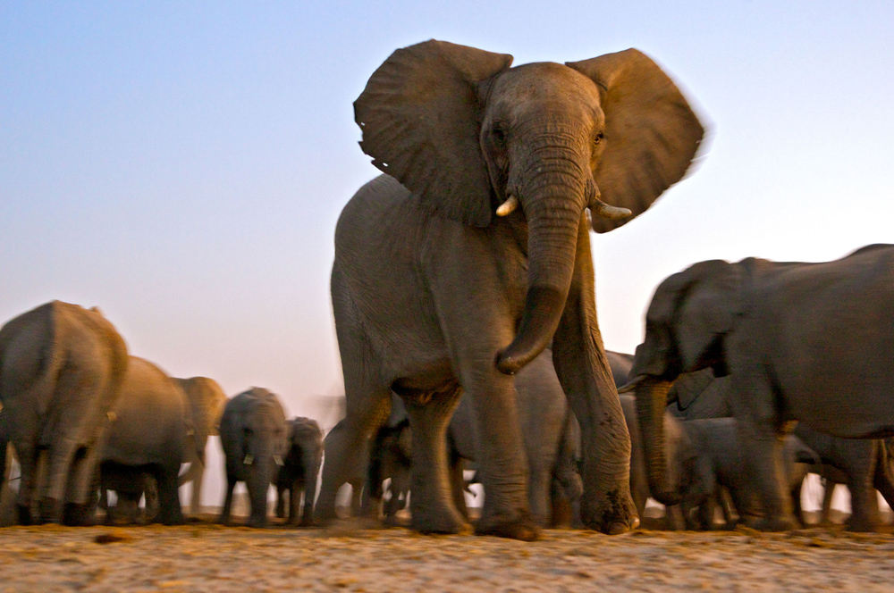 Слон группа организмов. Группа слонов. Популяция слонов. Популяция слонов в Танзании. Толпа слонов.