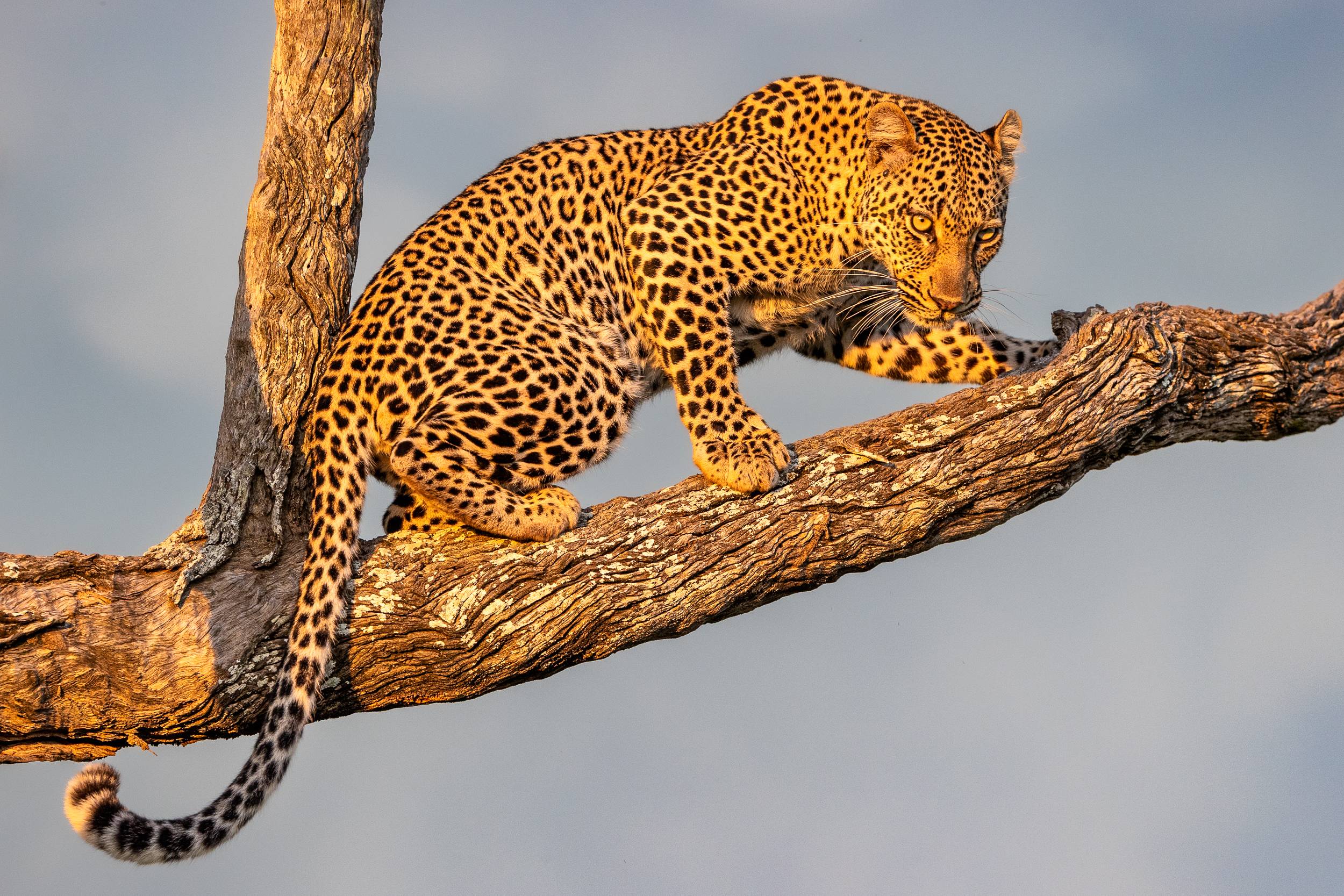 Home - Susan McConnell Nature and Wildlife Photography Home - Susan McConnell Nature and Wildlife Photography