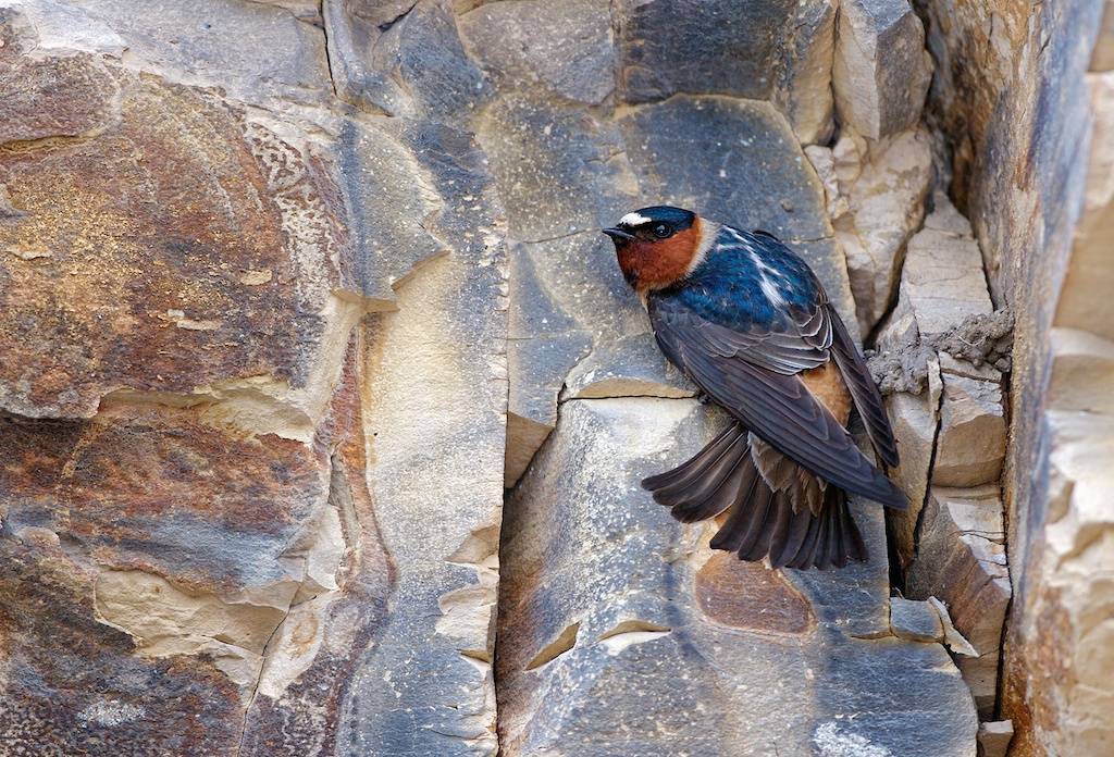 A cliff swallow flattens its tail against the face of a cliff near Santa Cr...