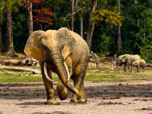 Elephant bull, Dzanga Sangha Reserve, Central African Republic.