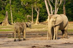 An injured bull stands next to a larger bull in Dzanga Sangha, Central African Republic.