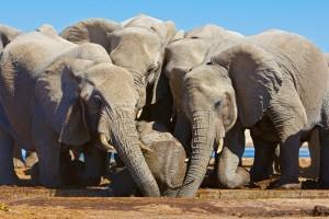 Elephants rescue a baby in Etosha National Park, Namibia