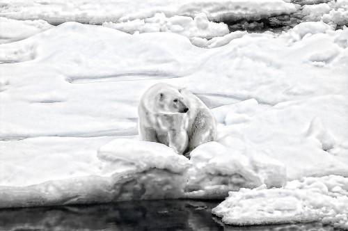 Polar bear on the ice