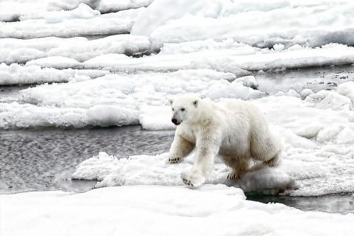 Polar bear jumping