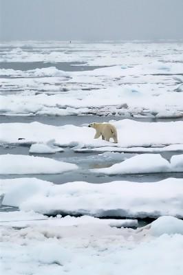 Polar bear retreating from the ship