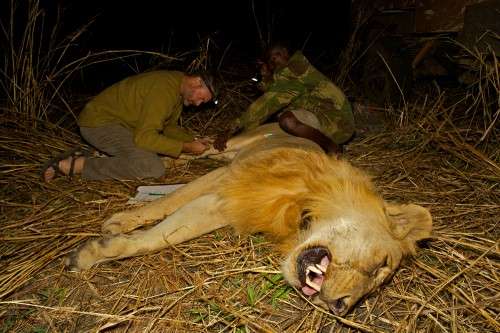 Keith Begg and Euzebio Waiti take a blood sample from Samora after equipping him with a new satellite tracking collar.