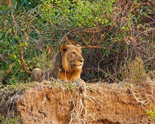 Samora on the riverbank, three days after we collared him.