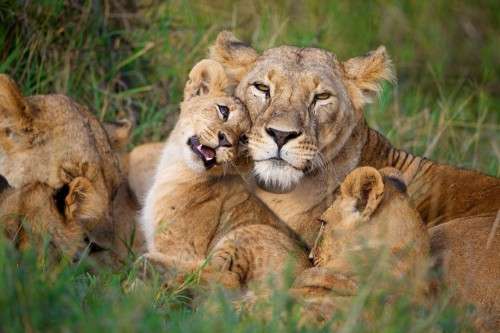Successfully raising lion cubs requires a stable population of male lions. When mature males are lost to snares, new males entering the area will kill existing cubs in order to sire their own.