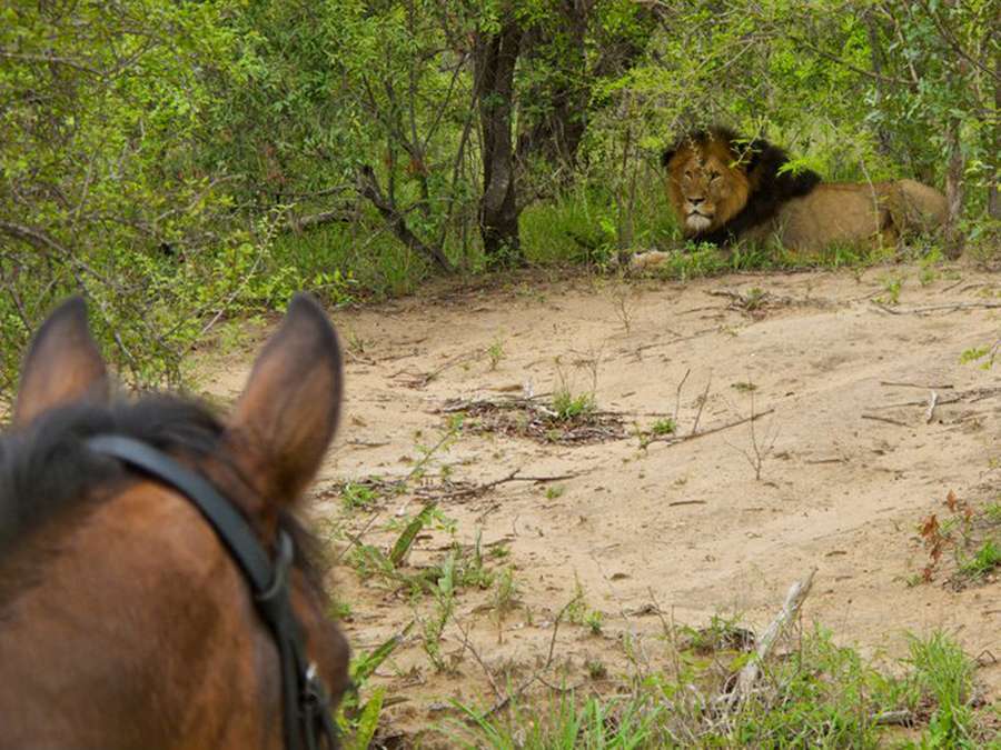 Riding in lion country