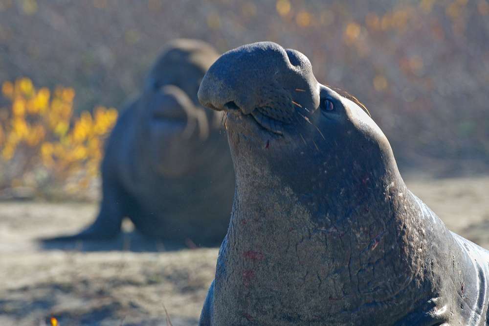 Elephant Seal Fact Sheet, Blog, Nature