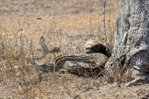 Epic battle: honey badger and python